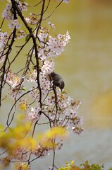 しだれ桜の蜜を食べているヒヨドリです