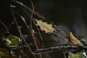 The beautiful shapes of the falling leaves on the water surface in Sapporo Japan