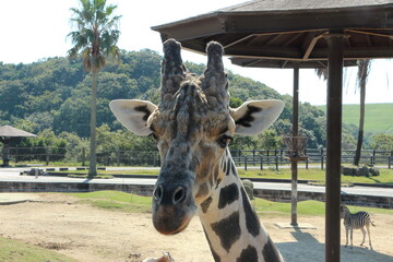 餌を求めて近づくアミメキリンのアップの顔 © shoichi hara