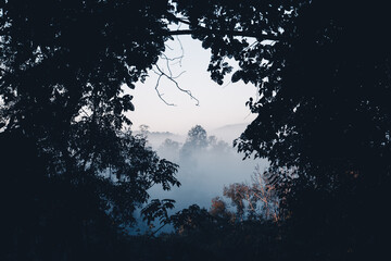 Fototapeta premium Fog and forest in the morning