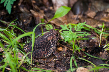 Closeup of American toad on the forest floor