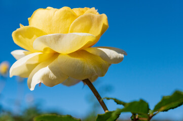 青空と黄色のバラ