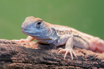 Butterfly Agama on a log