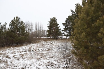 beautiful pine landscape in mixed forest