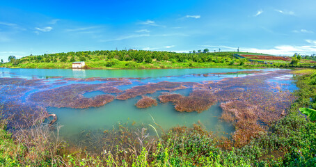 Autumn lake landscape with algae and flat, blue water surface represents the peace in the countryside of Vietnam