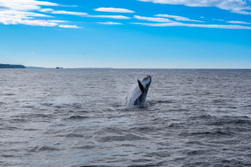 A whale swimming in the middle of the sea