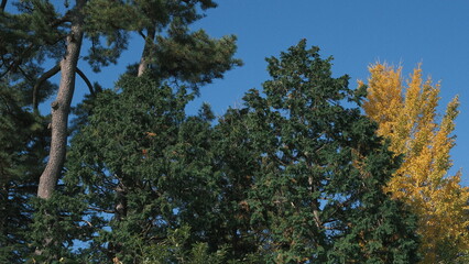 Japanese pine trees against a blue sky with one bright yellow tree