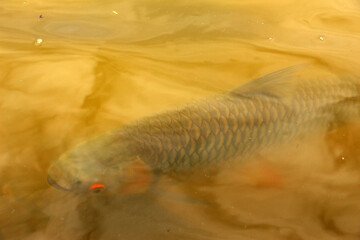 Hoven's carp or sultan fish, is a species of fish in the barb family.