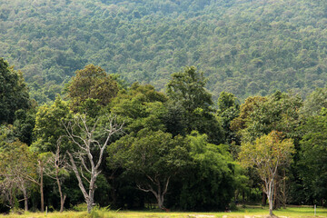 Lake forest view, beautiful nature living.