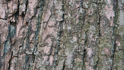 rough tree bark texture