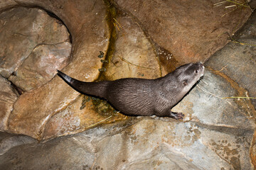 Asian small-clawed otter going to the bathroom after eating fish.