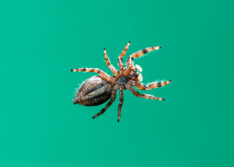 Fantastic bottom view of Brilliant Jumper spider on green background