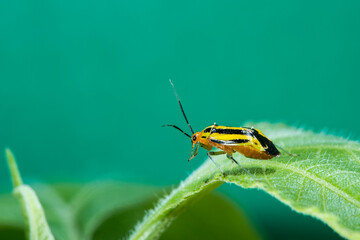 Fourlined Plant Bug preening on a  leaf