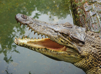 Crocodile farm in Medan, North Sumatera, Indonesia