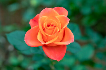 Roses blooming in the love garden, this is a flower symbolizing the love couples give each other on occasions