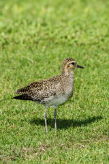Pacific Golden Plover in non breeding plumage in Hawaii