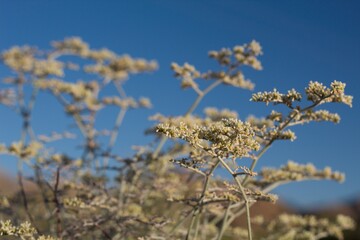 Blooming white head inflorescences of Yucca Buckwheat, Eriogonum Plumatella, Polygonaceae, native...