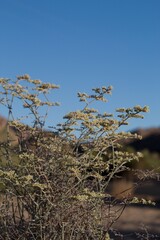 Blooming white head inflorescences of Yucca Buckwheat, Eriogonum Plumatella, Polygonaceae, native androgyne perennial subshrub in Pioneertown Mountains Preserve, Southern Mojave Desert, Summer.