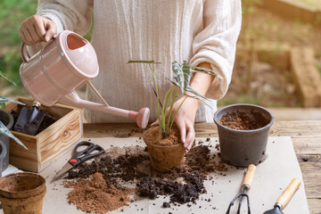 Woman transplanting plant a into a new pot and watering plant in the garden, Hobbies and leisure, home gardening, Cultivation and caring for indoor potted plants. Replanting the plant into the pot.