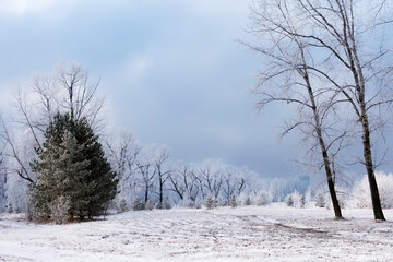 Fototapeta na wymiar Winter landscape in the forest