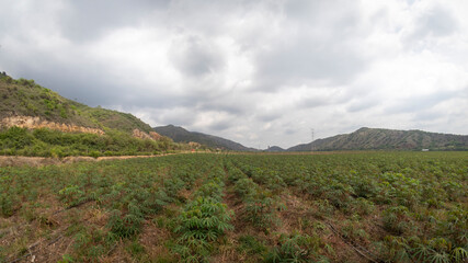 Photograph of a cassava crop in Valle del Cauca, Colombia.