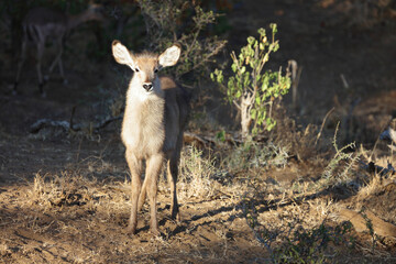 Wasserbock / Waterbuck / Kobus ellipsiprymnus