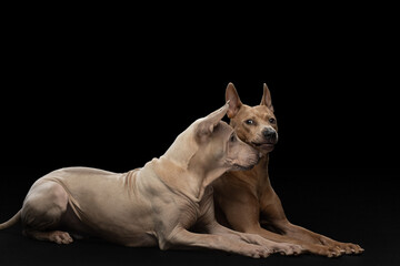 two dogs lie on a black background. Thai ridgeback puppy and adult together