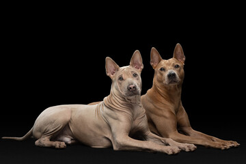two dogs lie on a black background. Thai ridgeback puppy and adult together