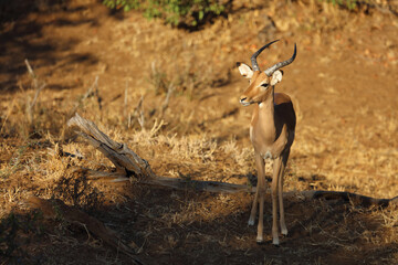 Schwarzfersenantilope / Impala / Aepyceros melampus