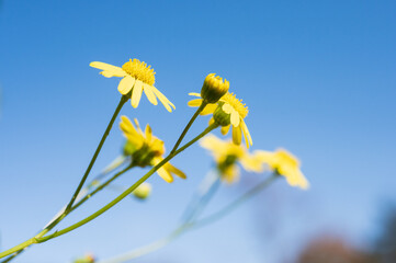 ナルトサワギク（キク科）