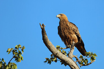 Wahlbergsadler / Wahlberg's  Eagle / Aquila wahlbergi