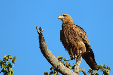 Wahlbergsadler / Wahlberg's  Eagle / Aquila wahlbergi