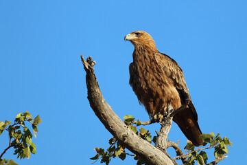Wahlbergsadler / Wahlberg's  Eagle / Aquila wahlbergi