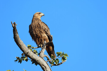 Wahlbergsadler / Wahlberg's  Eagle / Aquila wahlbergi