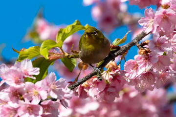 Japanese White-eye With Cherry Blossoms(Japanese name is Kawazu-zakura) At Shibuya, Tokyo, Japan