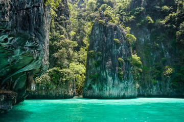 Flora and fauna of the tropical Phi Phi islands in Thailand