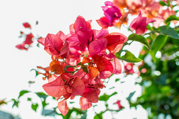 Pink bougainvillea spectabilis flower under sunlight in Shenzhen, China. The city flower of Shenzhen,  It is native to Brazil, Bolivia, Peru, and Argentina.