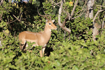 Schwarzfersenantilope / Impala / Aepyceros melampus