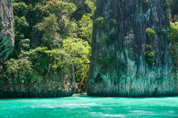 Flora and fauna of the tropical Phi Phi islands in Thailand