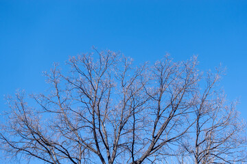 The top of oak tree on a clear winter day against the blue sky background