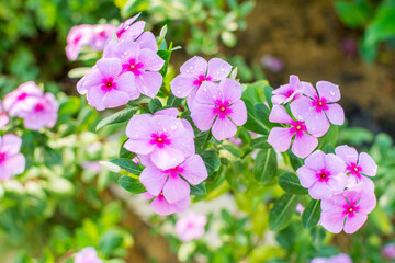 Catharanthus Roseus or Periwinkle Flower after rainy day  in the spring in Shenzhen of China, is widely used as a grass substitute in lawn areas.