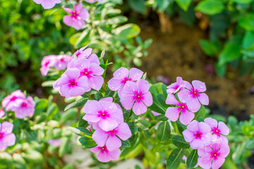 Catharanthus Roseus or Periwinkle Flower after rainy day  in the spring in Shenzhen of China, is widely used as a grass substitute in lawn areas.