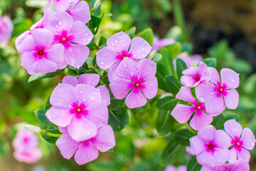 Catharanthus Roseus or Periwinkle Flower after rainy day  in the spring in Shenzhen of China, is widely used as a grass substitute in lawn areas.