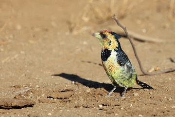 Haubenbartvogel oder Schwarzrücken-Bartvogel / Crested barbet / Trachyphonus vaillantii
