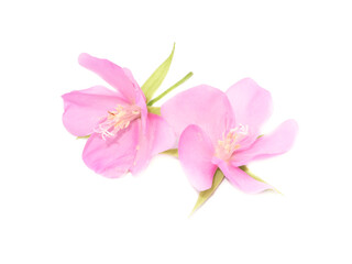 Obraz na płótnie Canvas Pink flower of dombeya tree on white background.