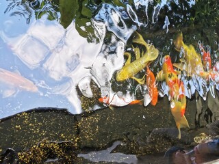 Colorful Japanese carp (Nishikigoi) swimming in the pond is a picture of raising koi in a fancy fish pond. To create a bright and vibrant environment