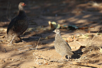 Swainsonfrankolin / Swainson's Francolin or Swainson's spurfowl / Francolinus swainsonii.