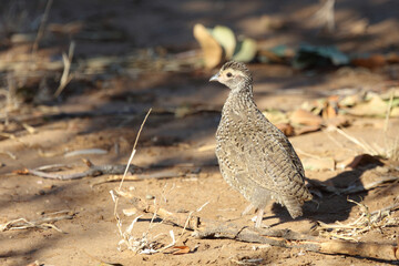 Swainsonfrankolin / Swainson's Francolin or Swainson's spurfowl / Francolinus swainsonii.