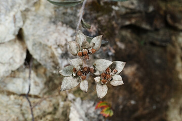 White flower of Leontopodium japonicum 