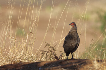 Swainsonfrankolin / Swainson's Francolin or Swainson's spurfowl / Francolinus swainsonii.